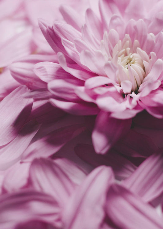 Pink Petal Symphony | Canvas