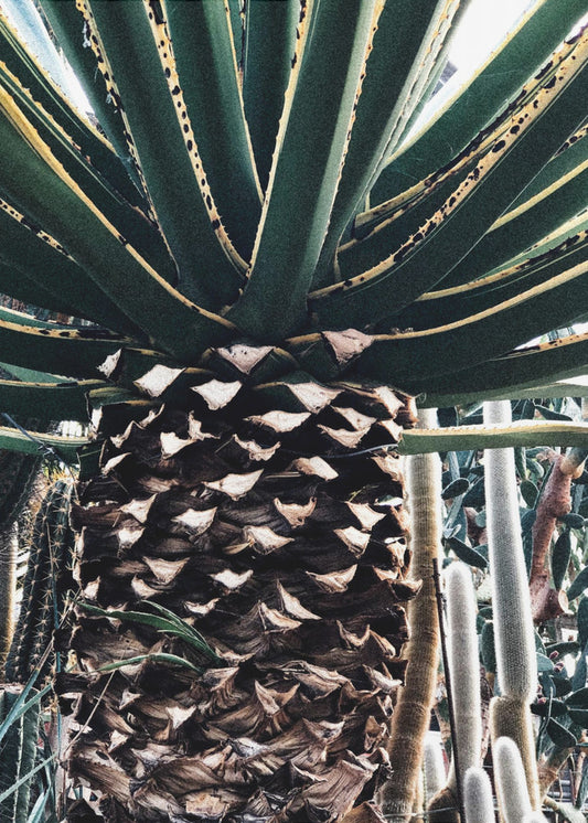 Cactus Plant | Canvas