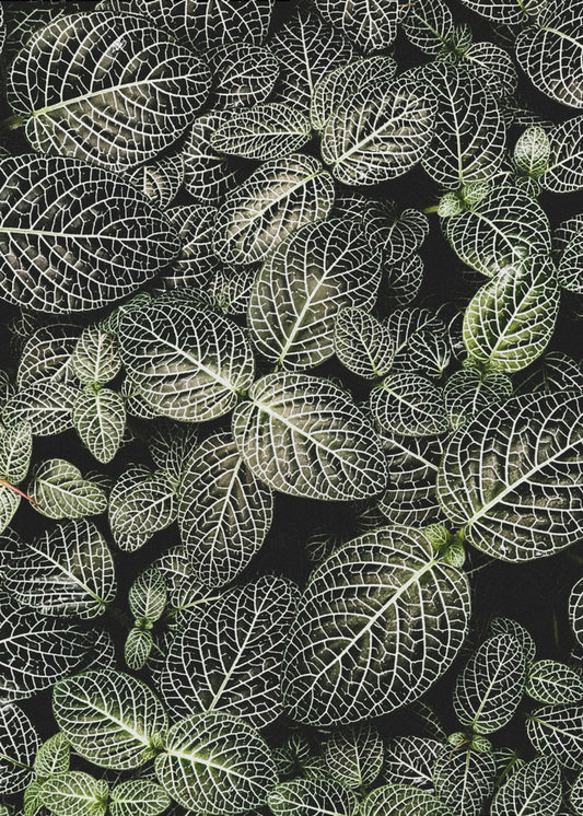 Veins of Nature | Canvas