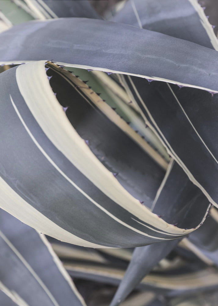 Agave Whorls | Canvas