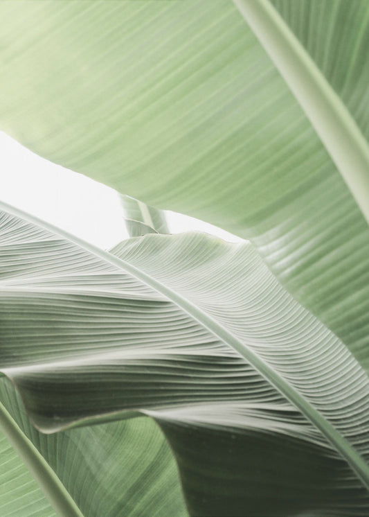 Groene sereniteit | Poster