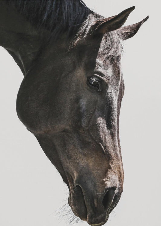 Zachte paardenblik | Poster