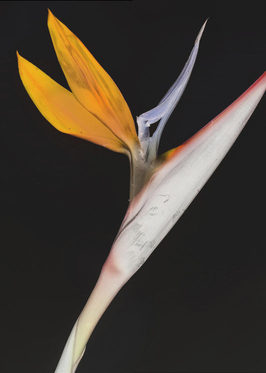 Paradijsvogel | Poster