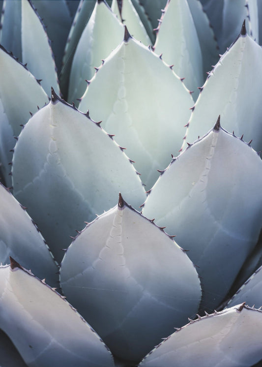 Agave Geometrie | Poster