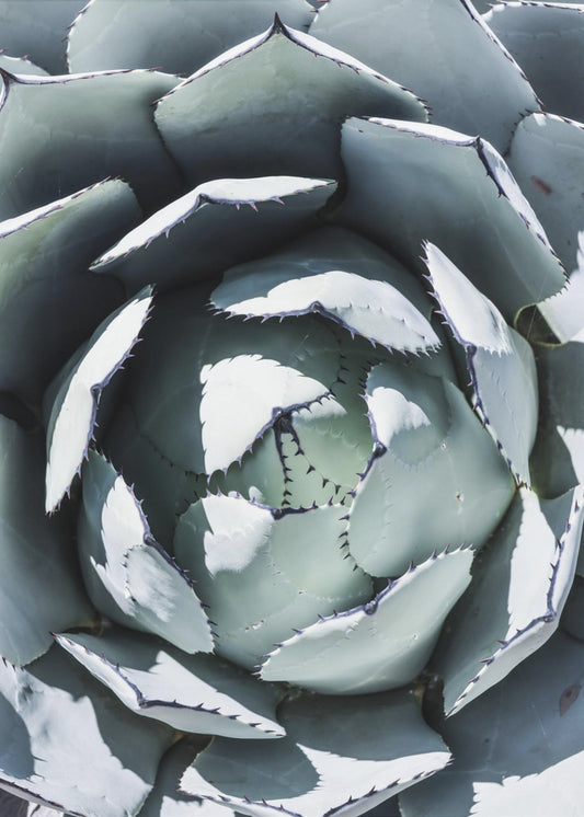 Agave Spiraaldans | Poster