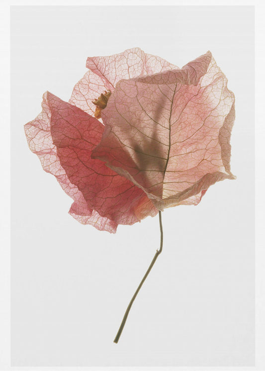 Bloemblaadjesfluistering | Poster