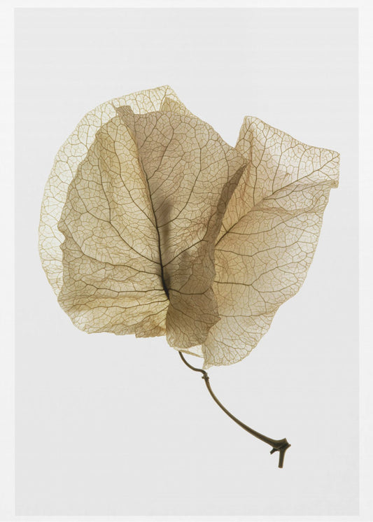 Delicate bladnerven | Canvas