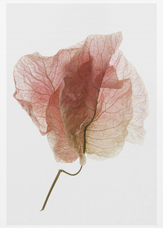 Delicate Petal Veins | Canvas