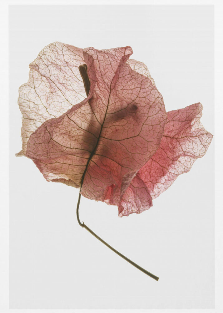 Delicate Bloemblaadjesaders | Canvas