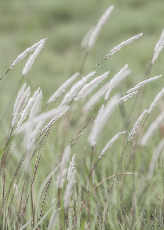 Whispering Meadows | Poster