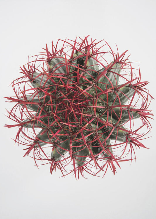 Karmozijnrode Cactuskroon | Canvas