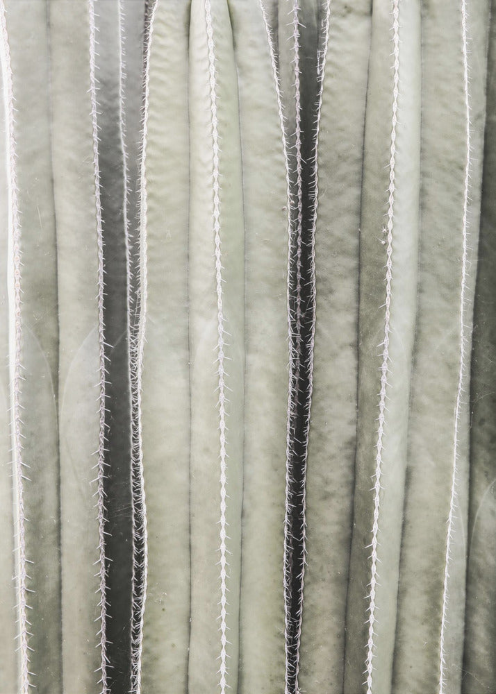 Cactussymfonie | Canvas