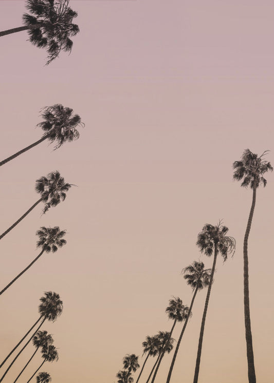 Twilight Palms | Poster