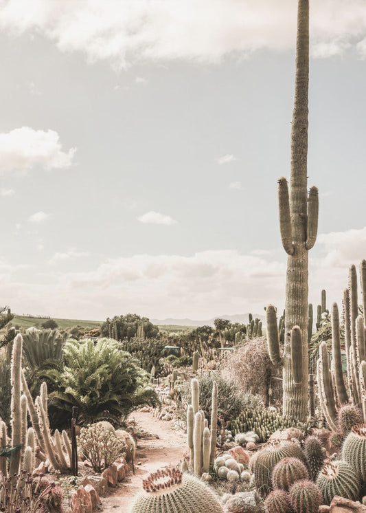 Cactus Farm | Poster
