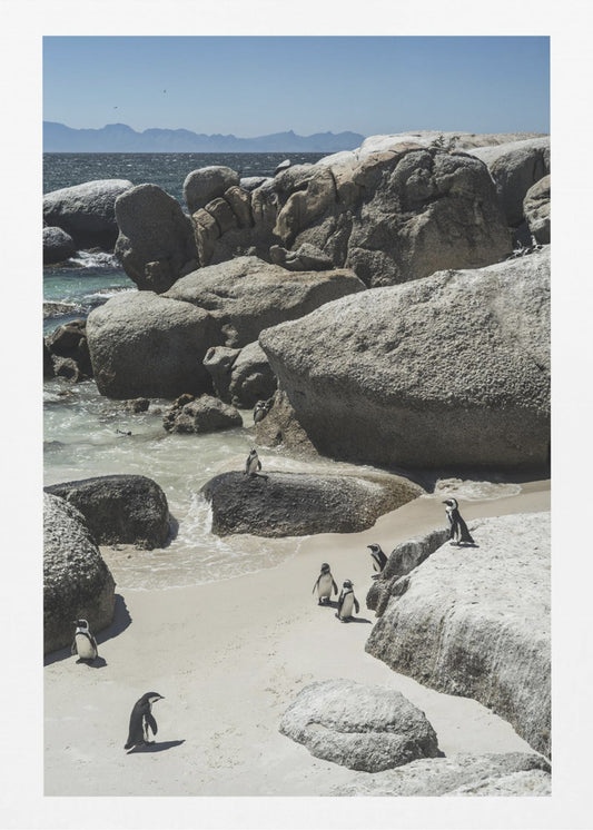 Kustwandeling van pinguïns | Poster