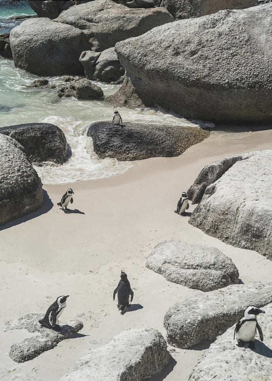 Pinguïnstrandwandeling | Poster