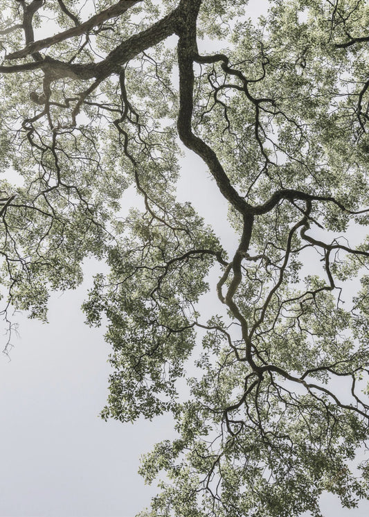 Ethereal Canopy | Poster