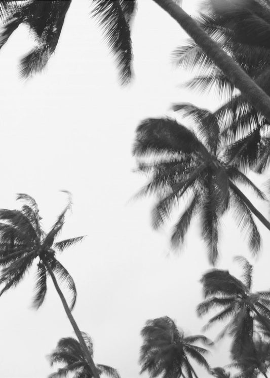 Swaying Palms | Poster