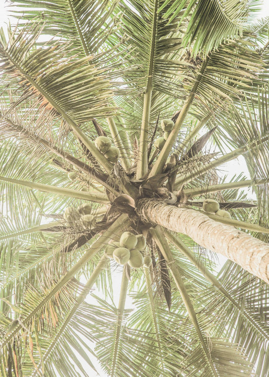 Coconut Canopy | Poster