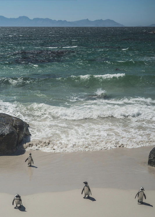 Penguin Beach Stroll | Poster