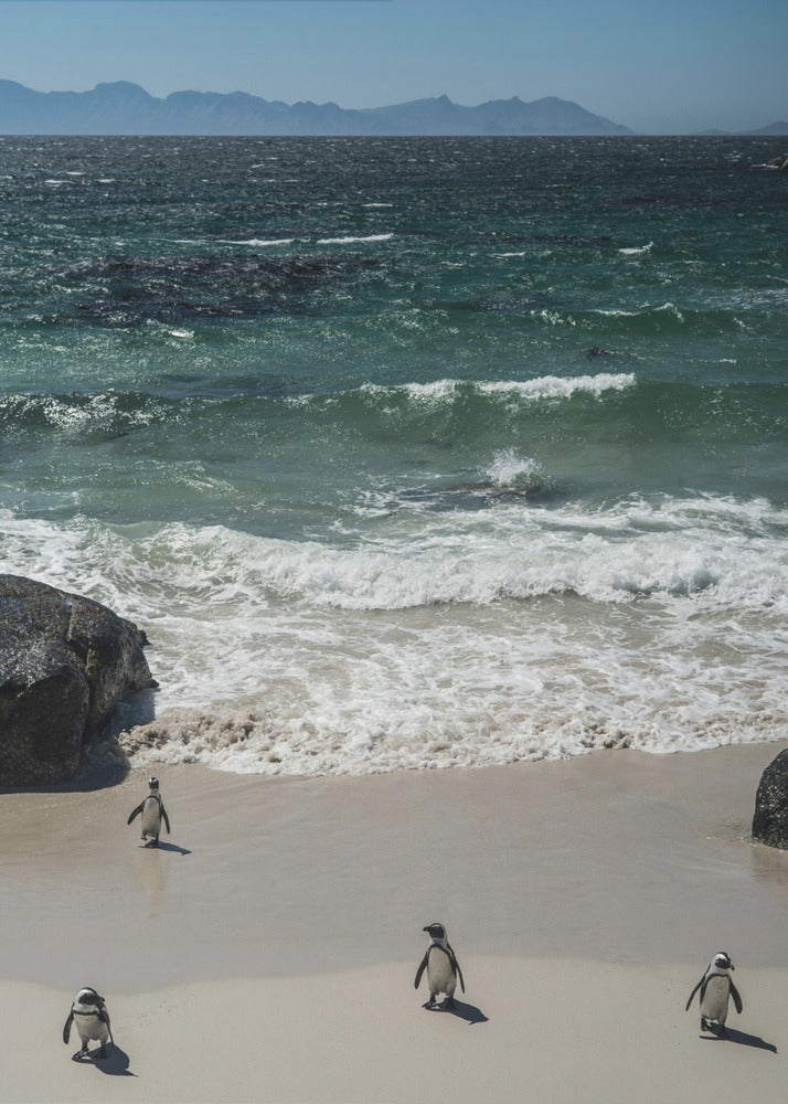 Penguin Beach Stroll | Canvas