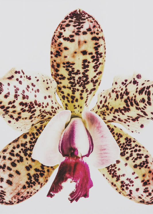 Gevlekte orchideeënuitbarsting | Poster