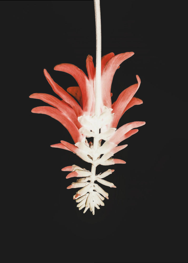 Petal Skeleton Fusion | Canvas