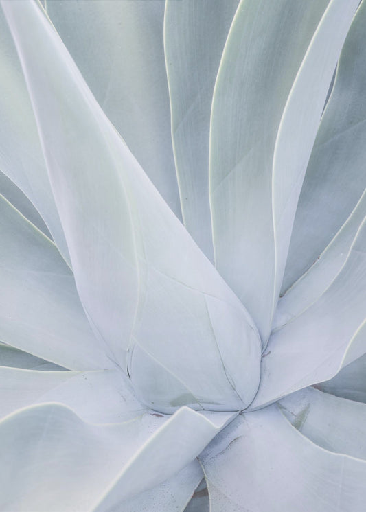 Silvery Succulent | Poster