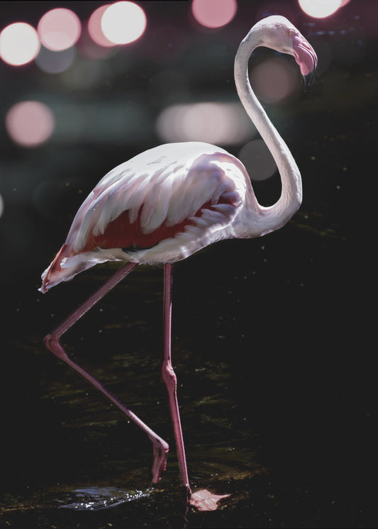 Elegante flamingo | Poster