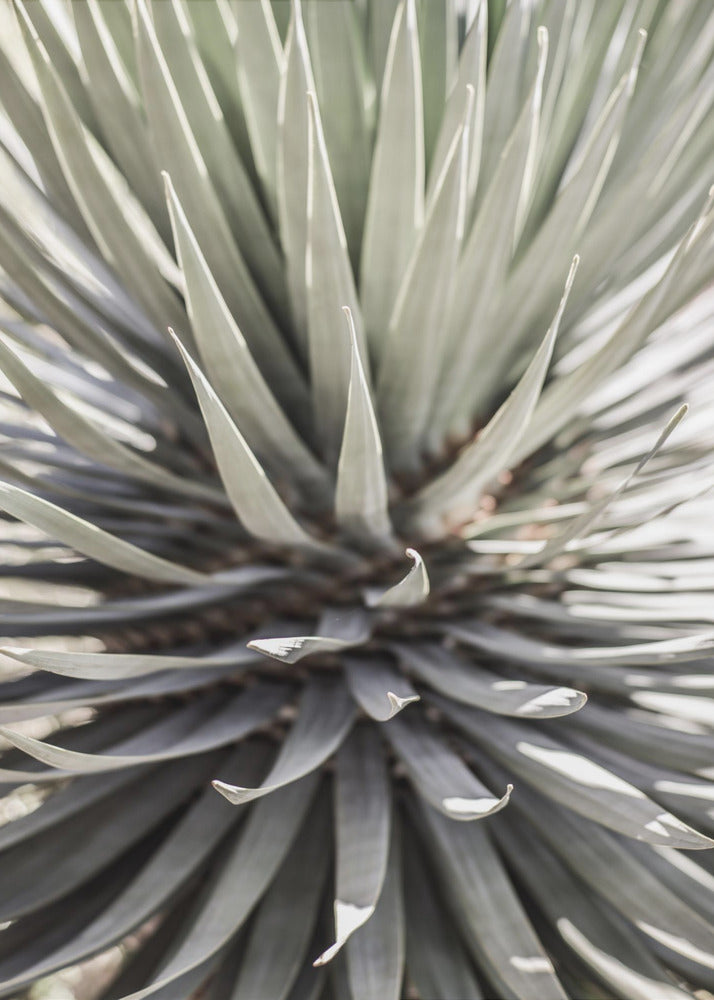 Spiky Serenity | Canvas