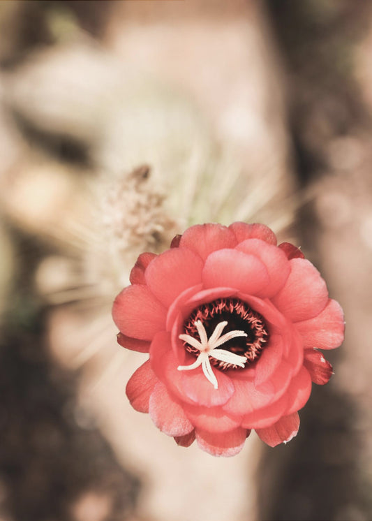 Desert Bloom Dance | Poster