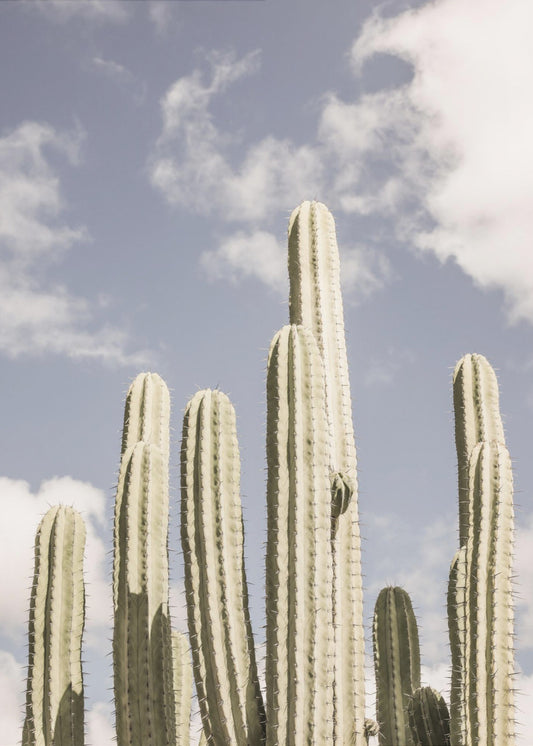 Desert Sentinels | Poster