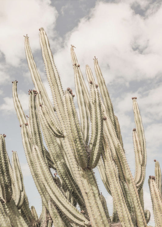 Desert Sentinels | Poster