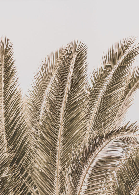 Windswept Palms | Poster