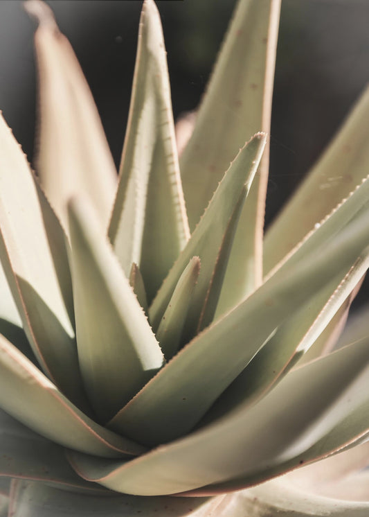 Sunlit Succulent | Poster