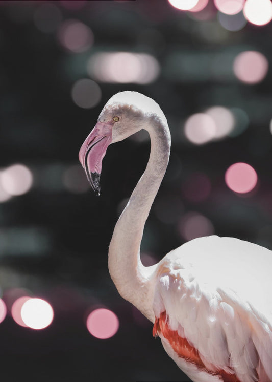 Flamingo Elegance | Poster