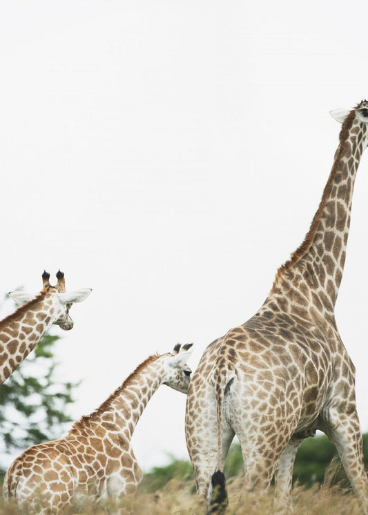 Giraffe Stroll | Poster