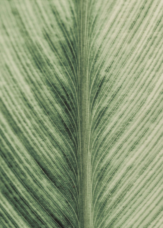 Groene Aderen | Poster