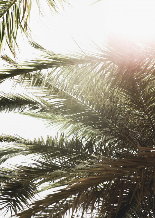 Sunlit Palm Dream | Canvas