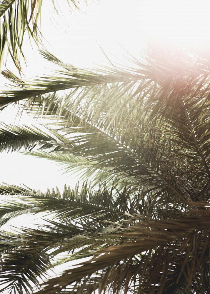 Zonovergoten Palm Glow | Canvas