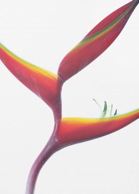 Tropische elegantie | Poster