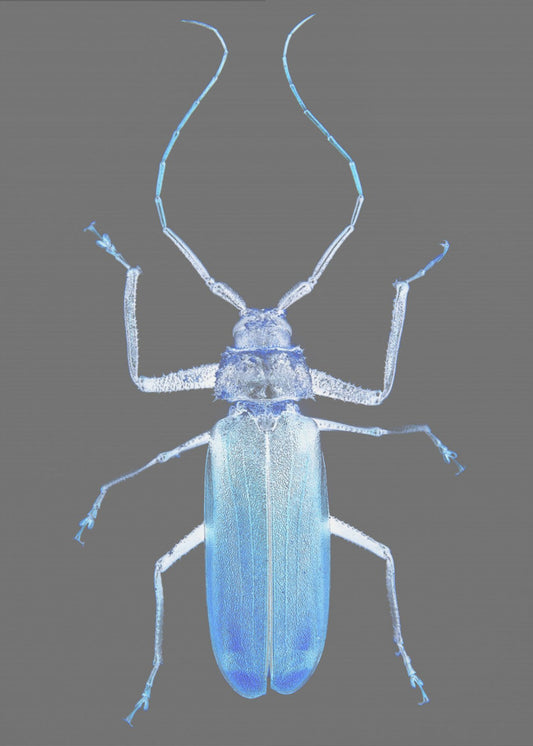Neon Beetle Elegantie | Poster
