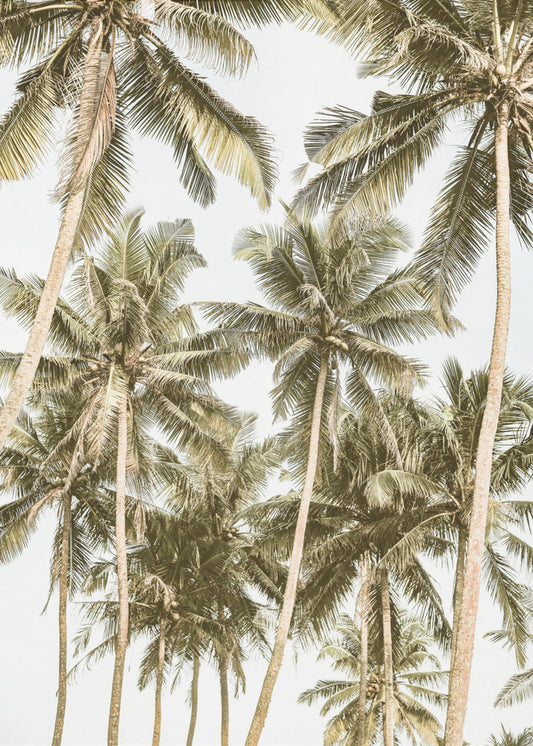 Tropical Serenity | Poster