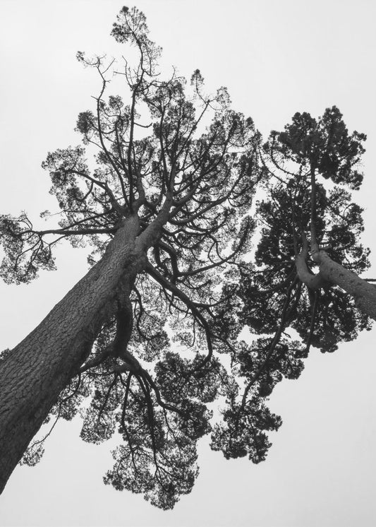 Towering Pines | Poster