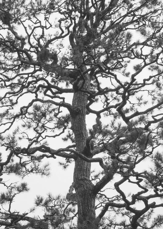 Twisting Tree Silhouette | Poster