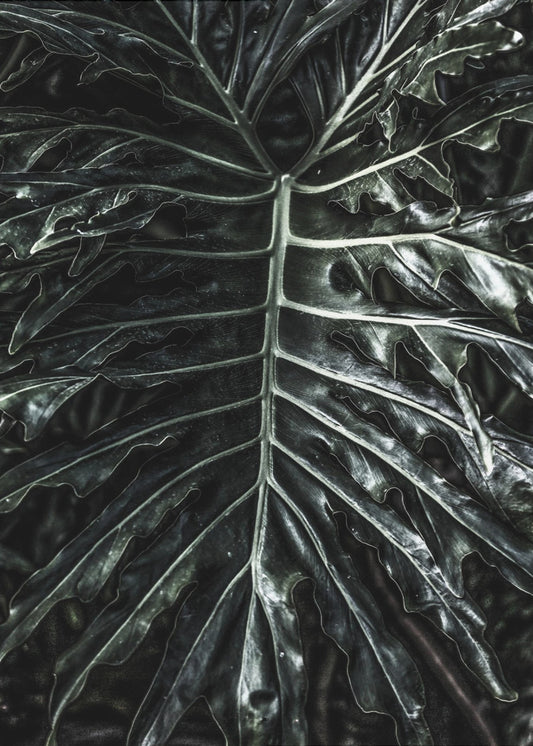 Donkere blad elegantie | Poster