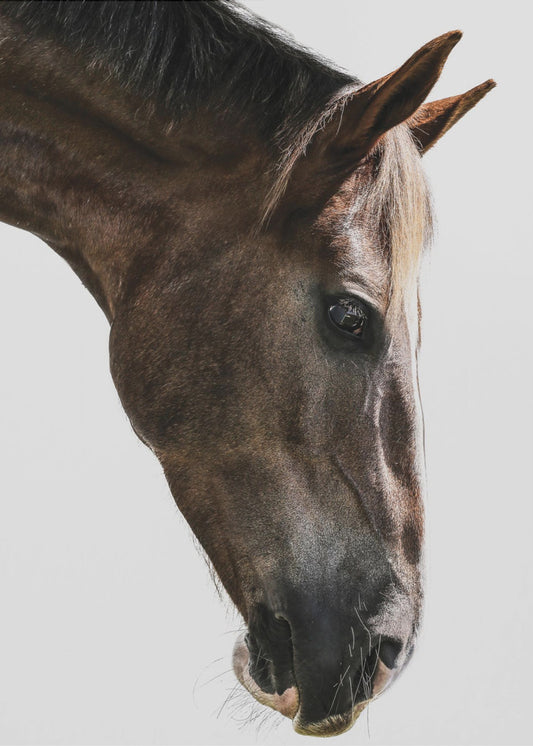 Majestueuze paardenblik | Poster