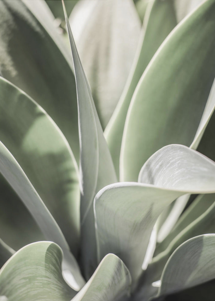 Agave Fluister | Canvas