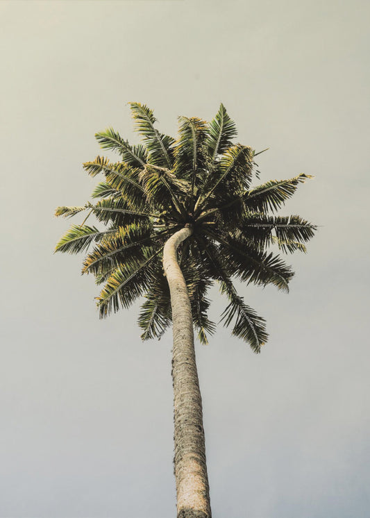 Towering Palm Bliss | Poster