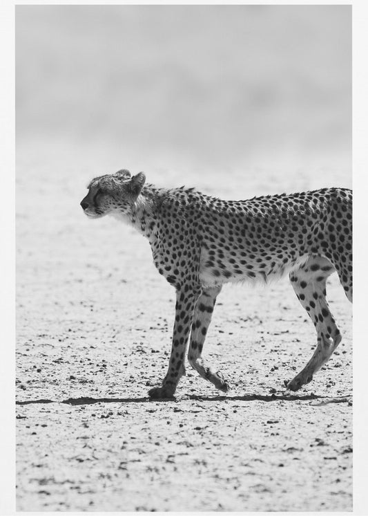 Cheetah&#039;s Stride | Poster